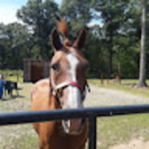 Meet your Posher, Morgan